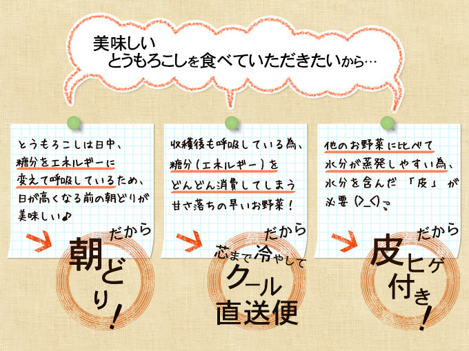 ゴールドラッシュ(10本入)