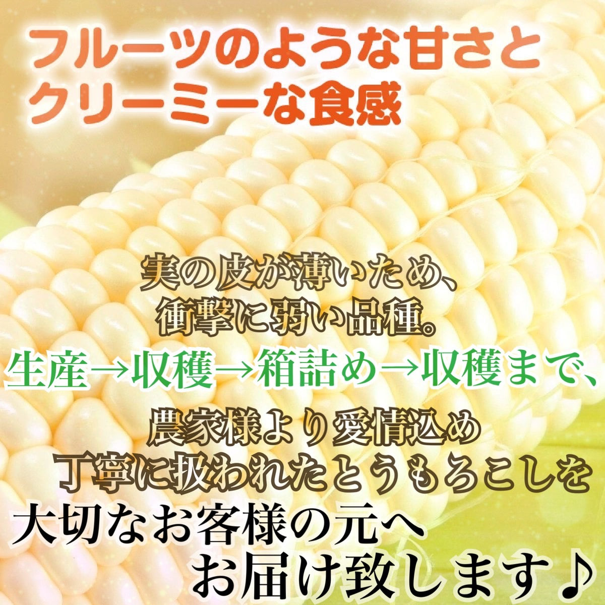 【予約販売中】ピュアホワイト（L～2Lサイズ混合10本入り）