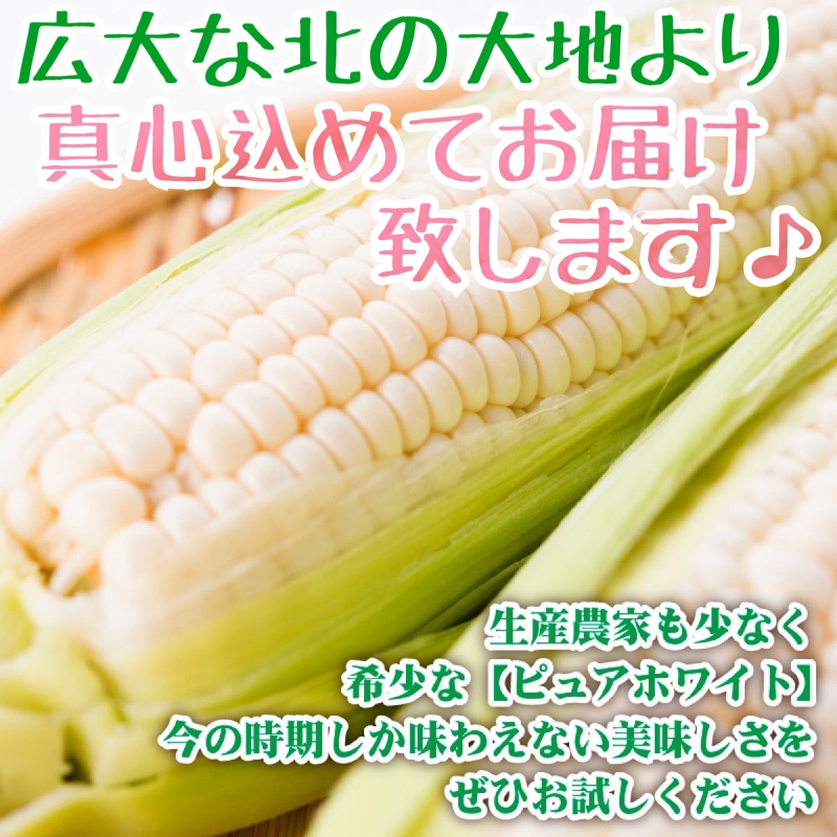 【予約販売中】ピュアホワイト（L～2Lサイズ混合10本入り）