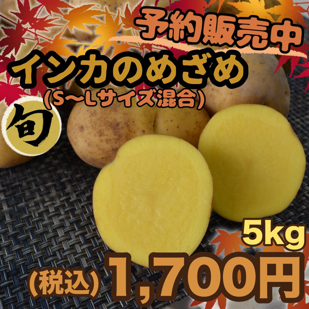 【予約販売中】インカのめざめ（S～Lサイズ混合5kg）