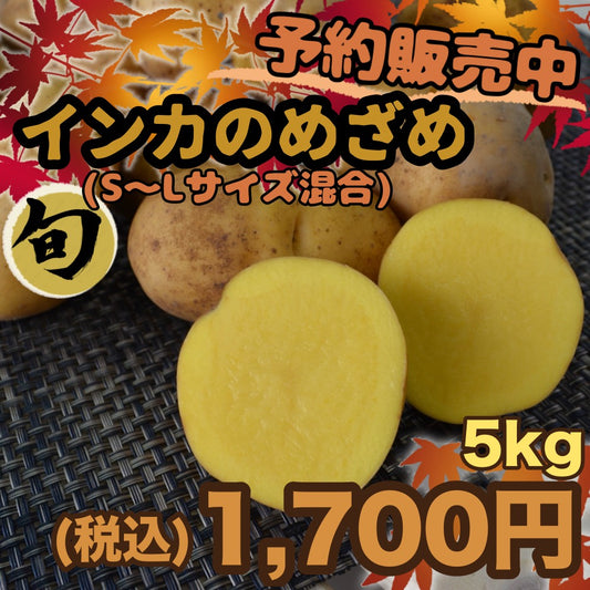 【予約販売中】インカのめざめ（S～Lサイズ混合5kg）