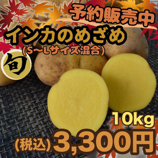 【予約販売中】インカのめざめ（S～Lサイズ混合10kg）